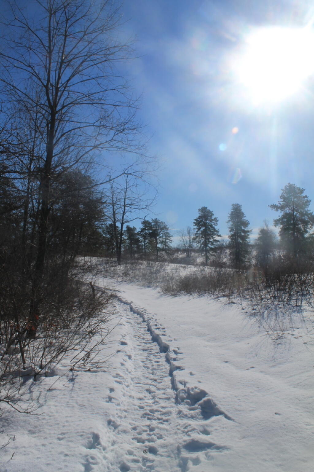Photo: Following Snowshoe Trail Up Blueberry Hill Photo: Following Snowshoe Trail Up Blueberry Hill