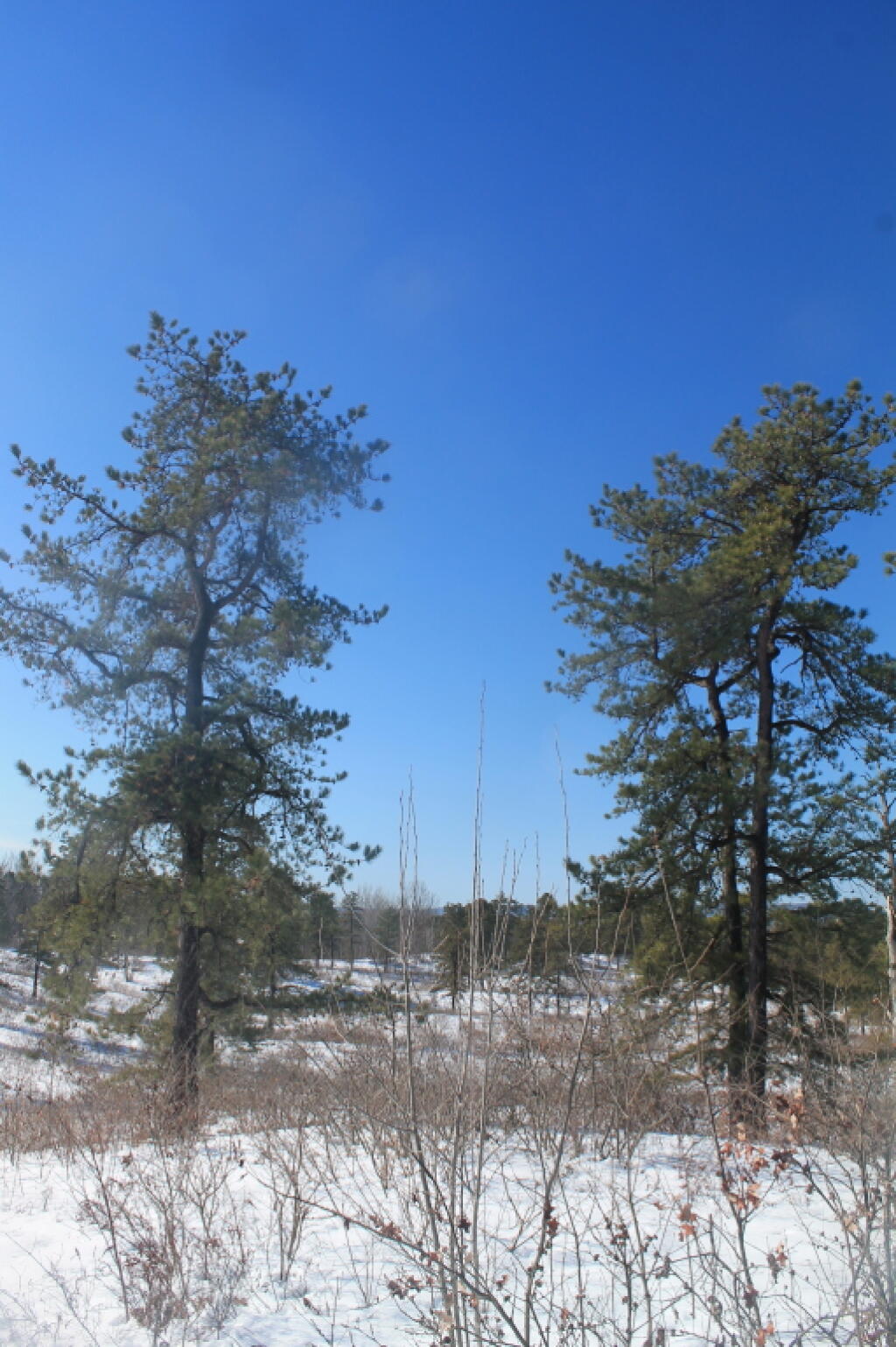 Photo: Two Pitch Pines Photo: Two Pitch Pines