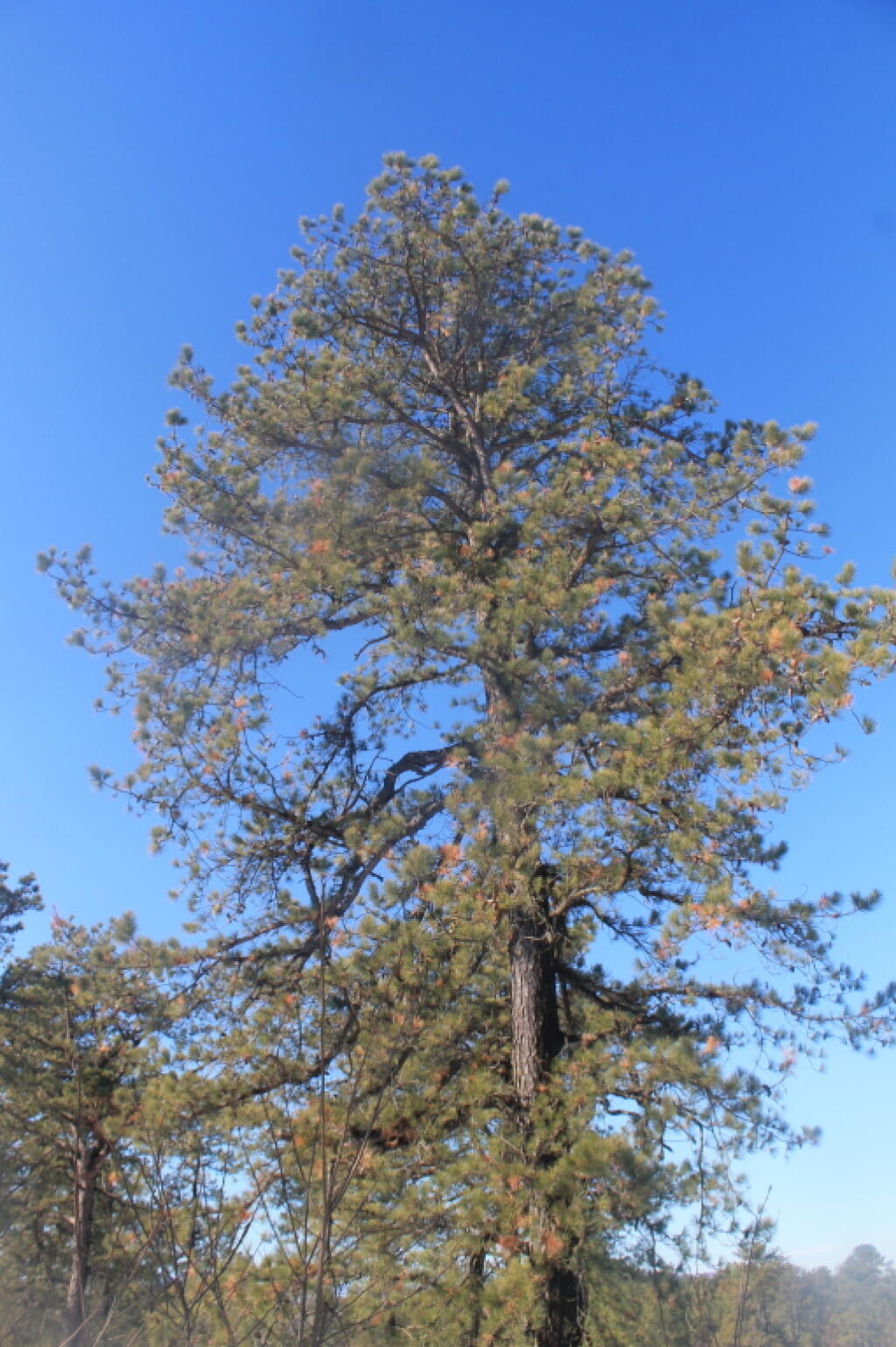 Photo: Another Pitch Pine Photo: Another Pitch Pine