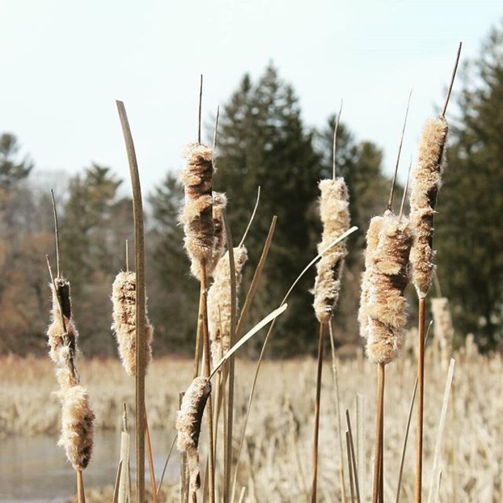 Photo: Cattails Photo: Cattails