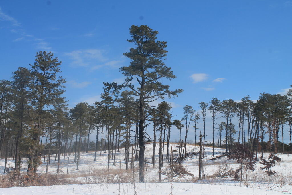 Photo: Nice Stand of Pitch Pines