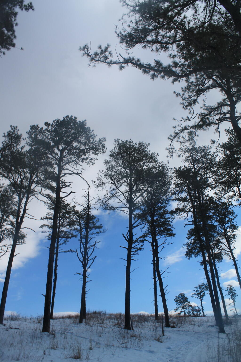 Photo: Looking Up