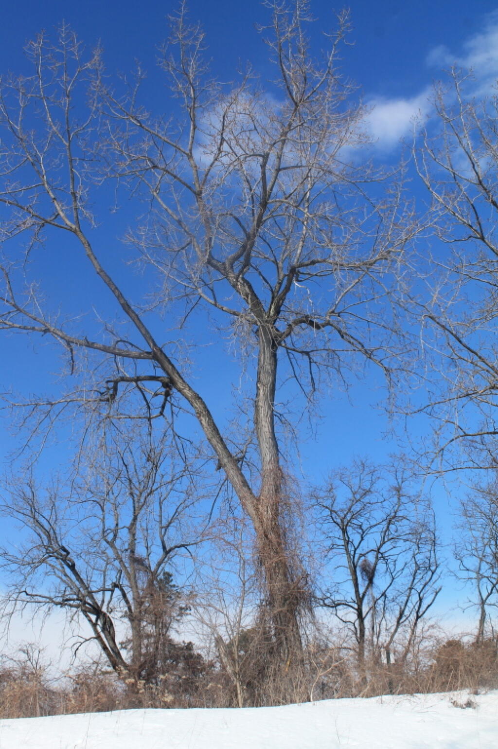 Photo: Overgrown Trees Photo: Overgrown Trees