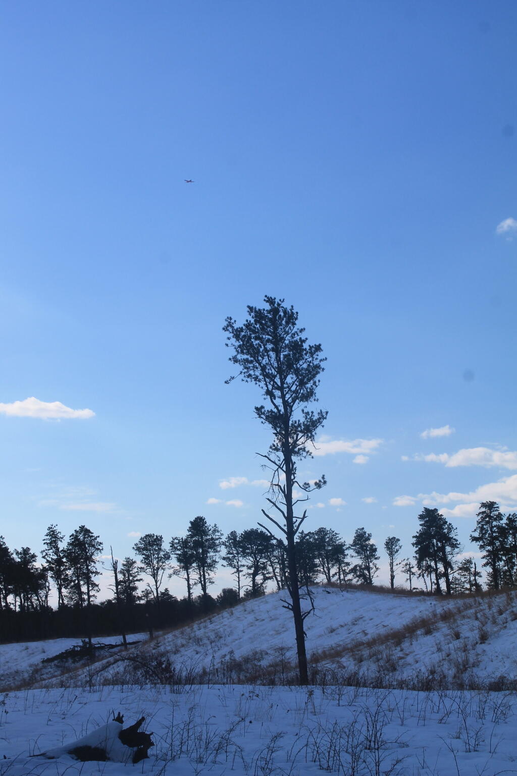 Photo: Tree Below the Dune