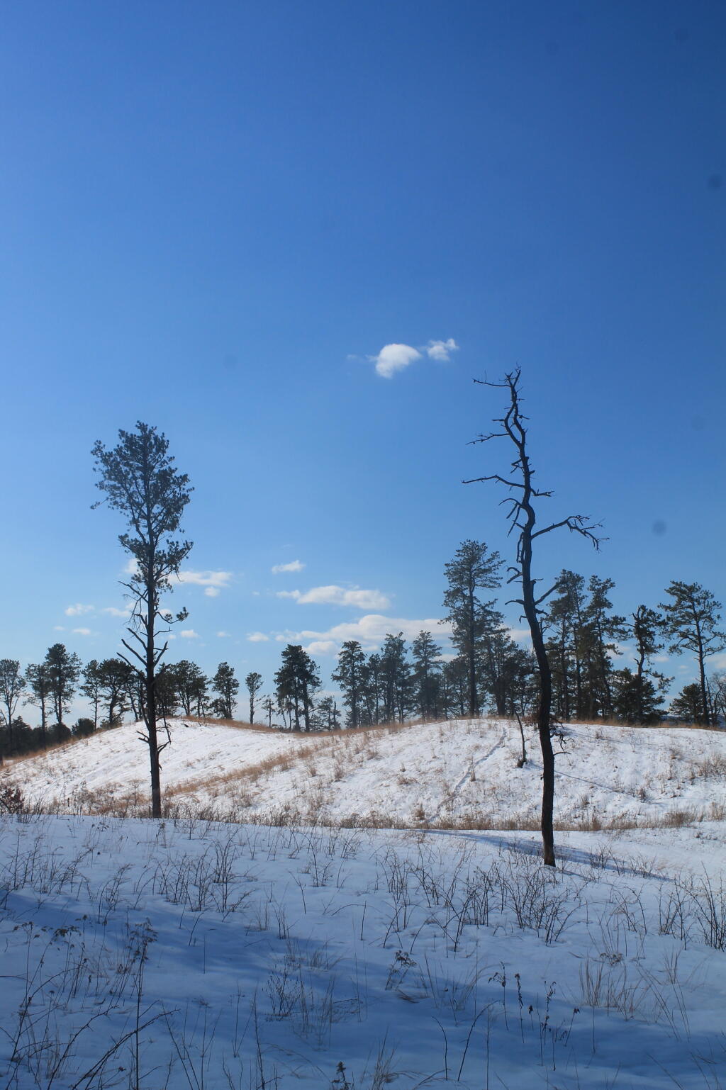 Photo: Few Lonely Trees Below a Dune