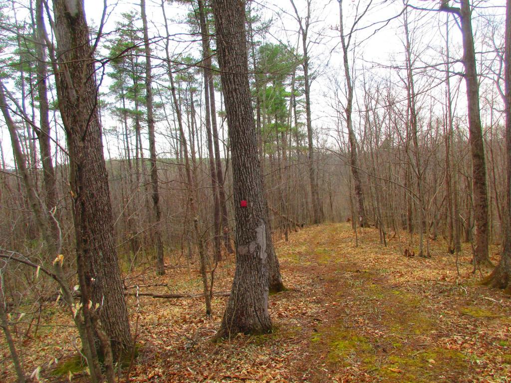 Photo: Trail back to the Coeymans Creek Photo: Trail back to the Coeymans Creek