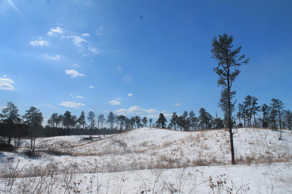 Photo: Pitch Pine in the Distance