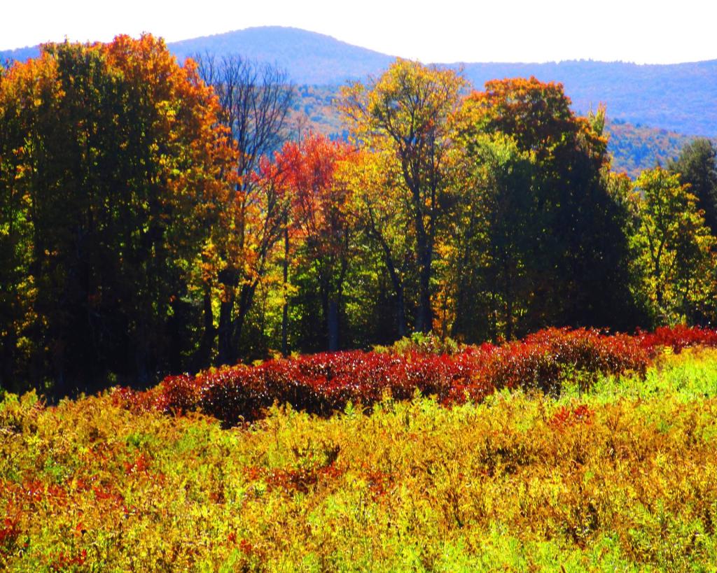 Photo: Colors of Autumn