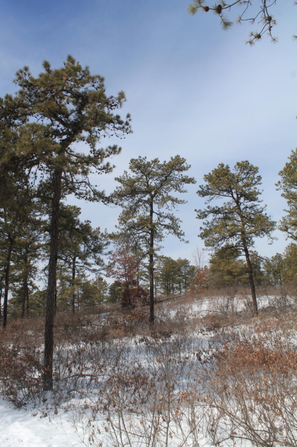 Photo: Looking Up Another Dune