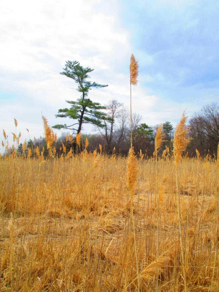 Photo: Standing Tall
