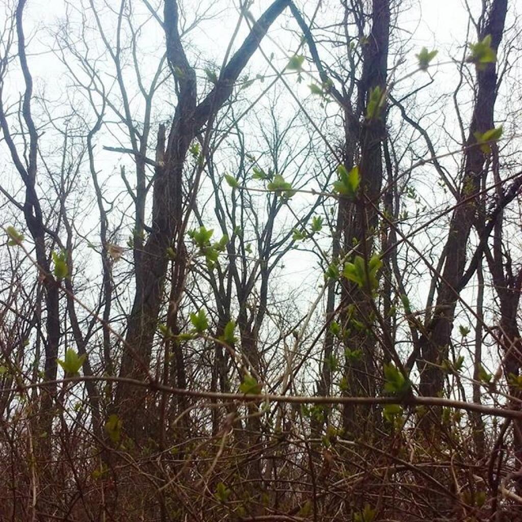 Photo: Well, the invasive species think it's spring
