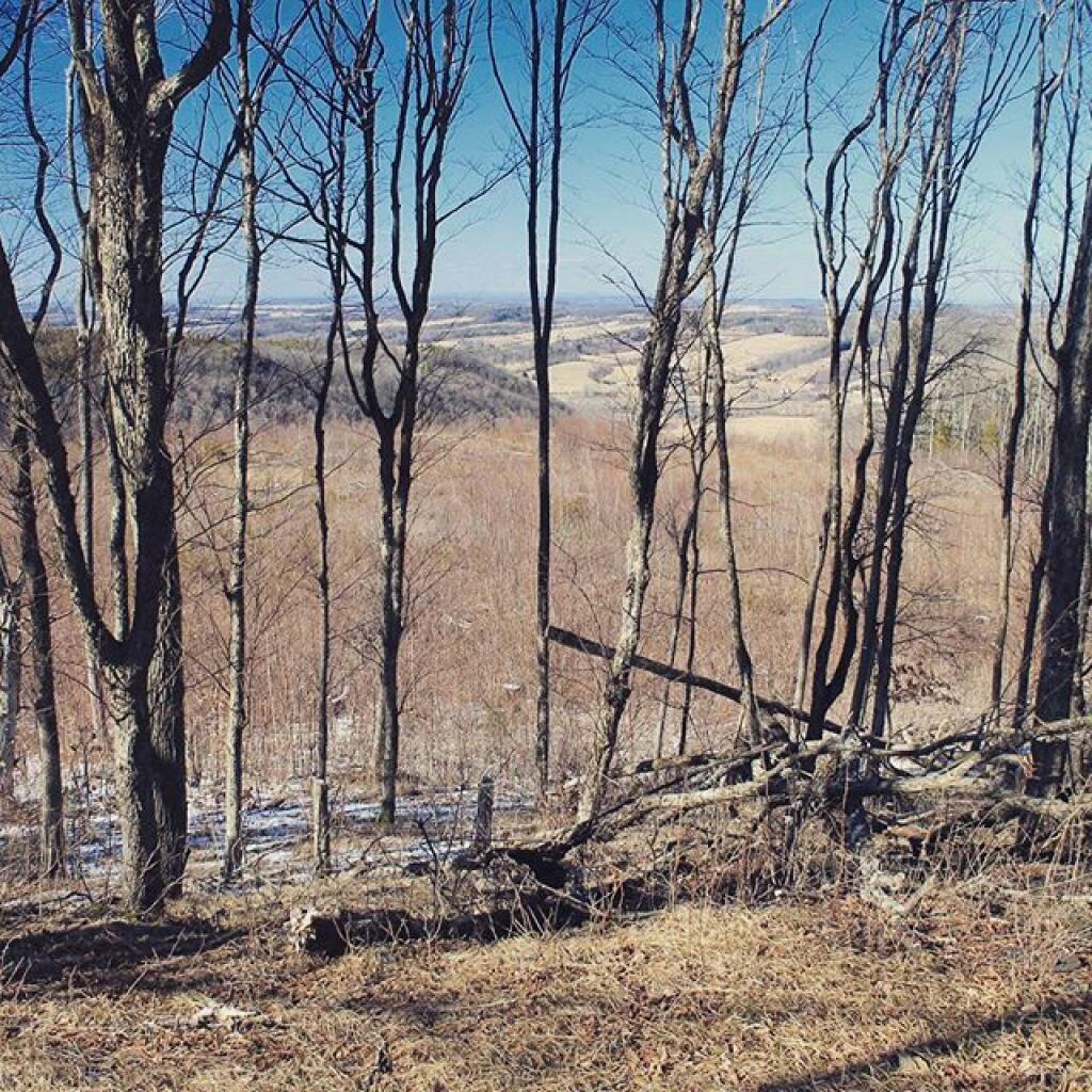 Photo: Clear cut growing back up