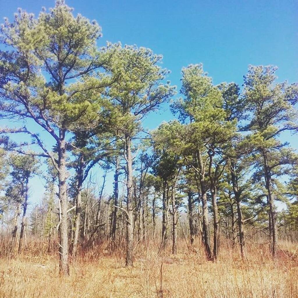 Photo: Pines Photo: Pines