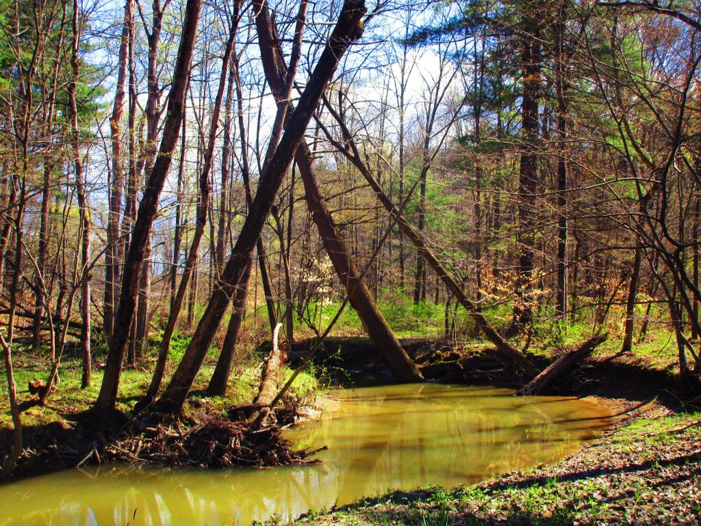 Photo: Phillpin Kill at Van Dyke Preserve