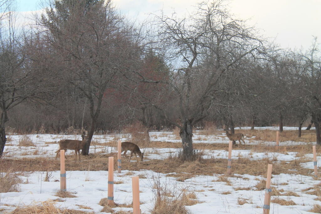 Photo: Deer Grazing at Old Orchard