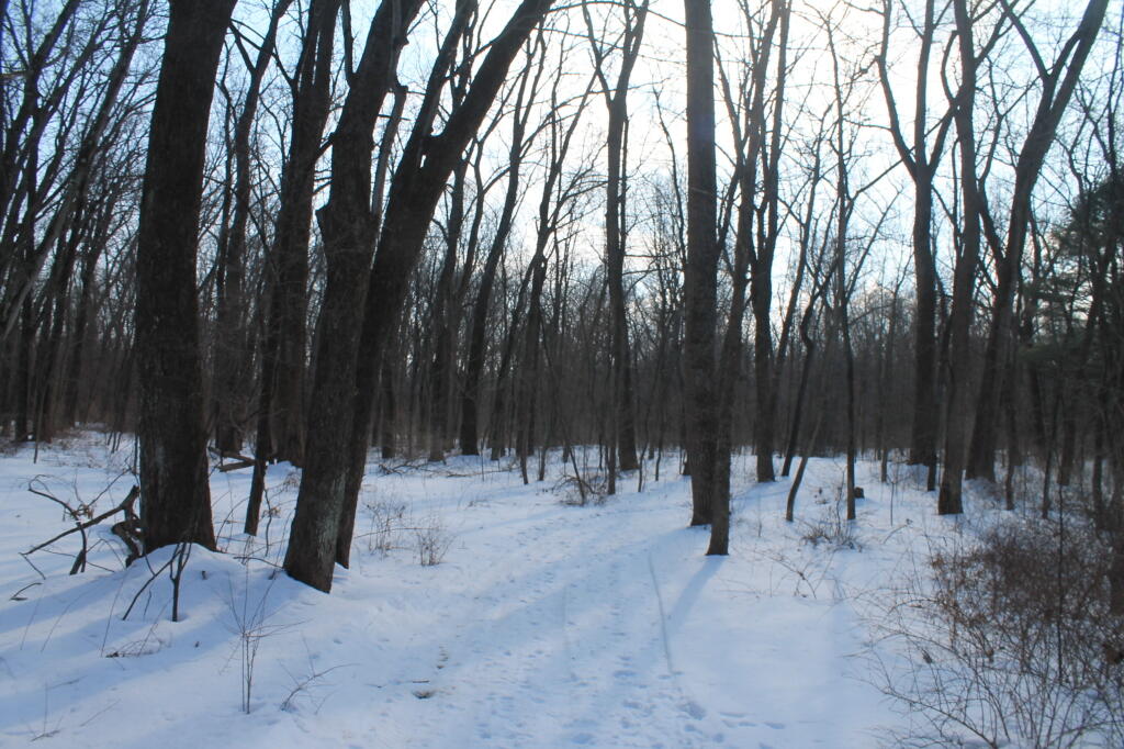 Photo: The Trail