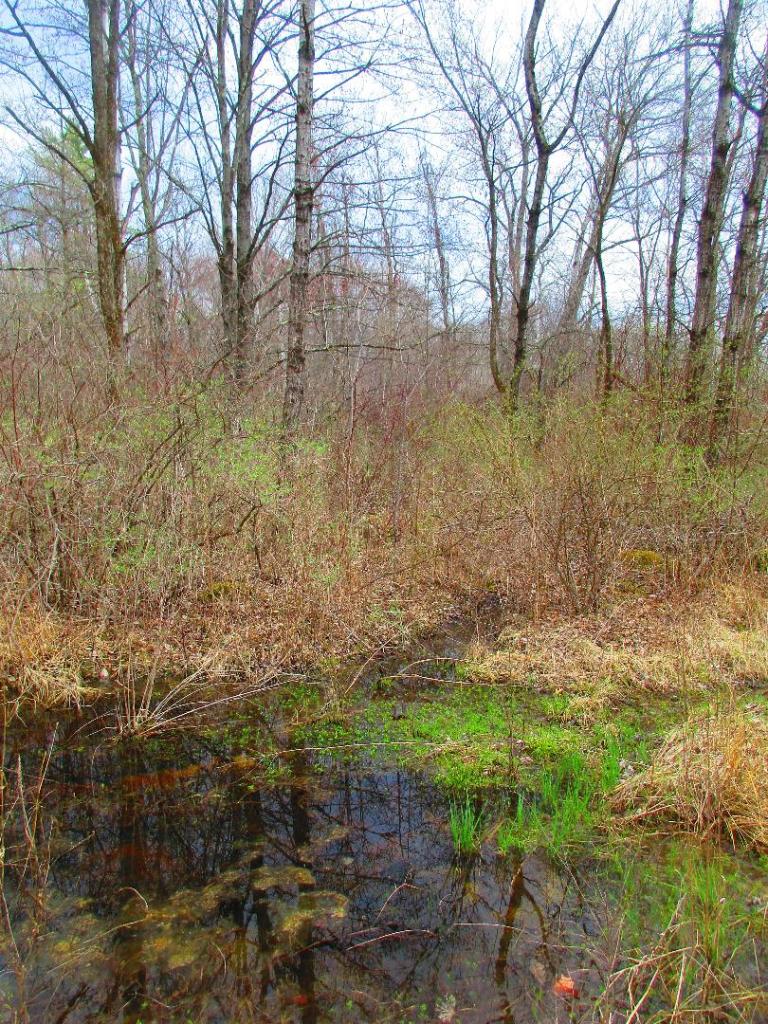 Photo: Wetlands