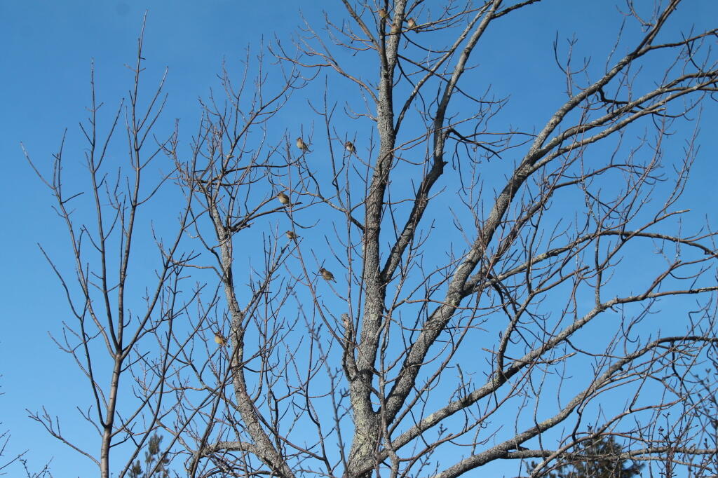 Photo: Robins