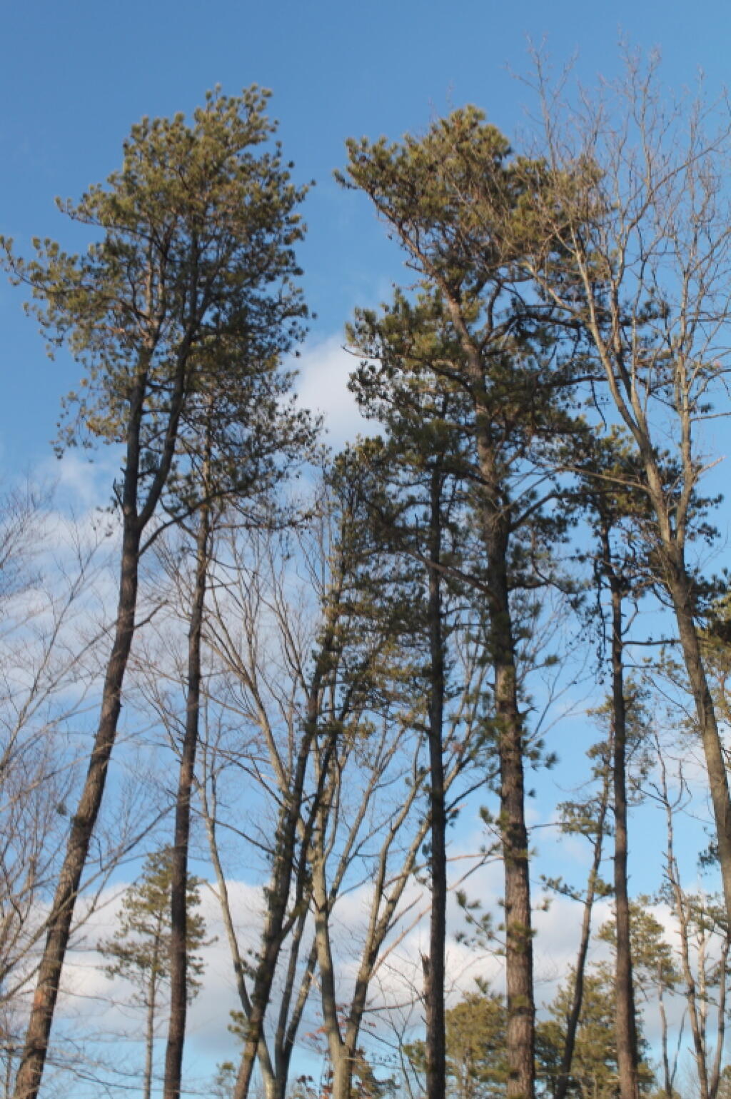 Photo: Tall Pitch Pines Above