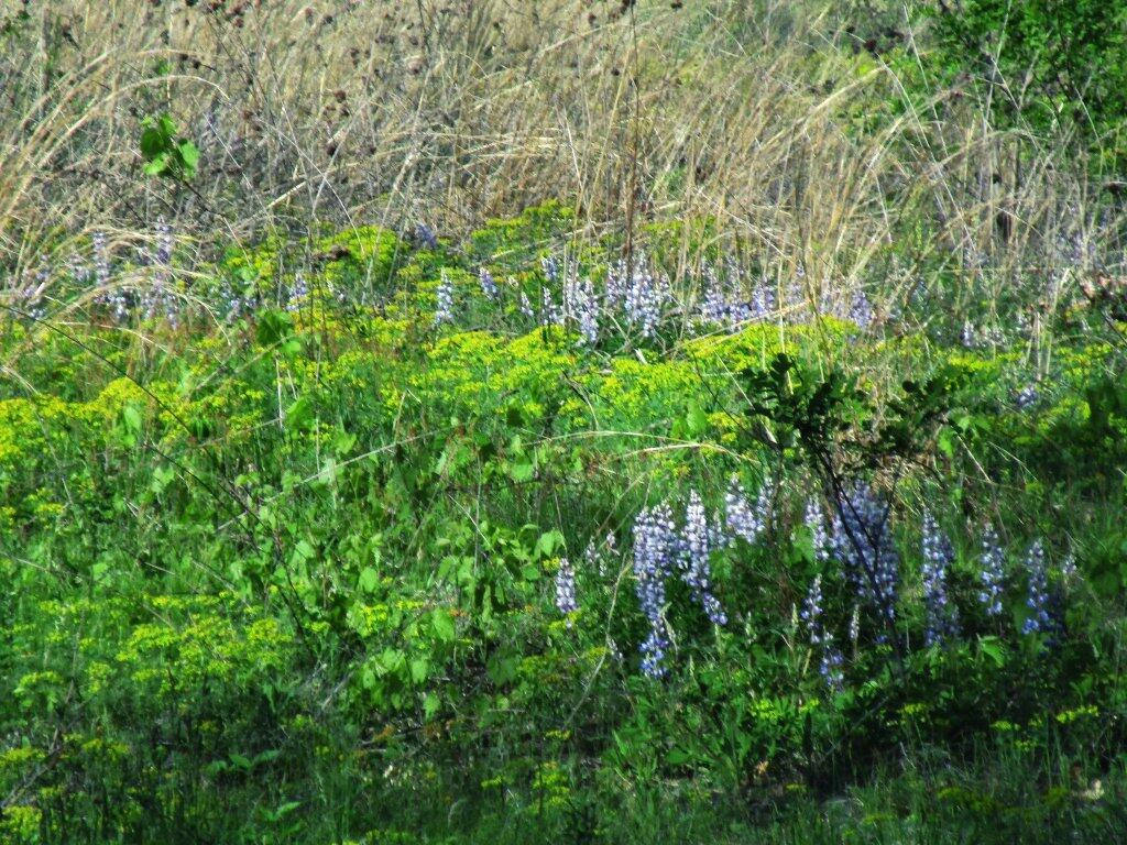 Photo: Fields Of Blue