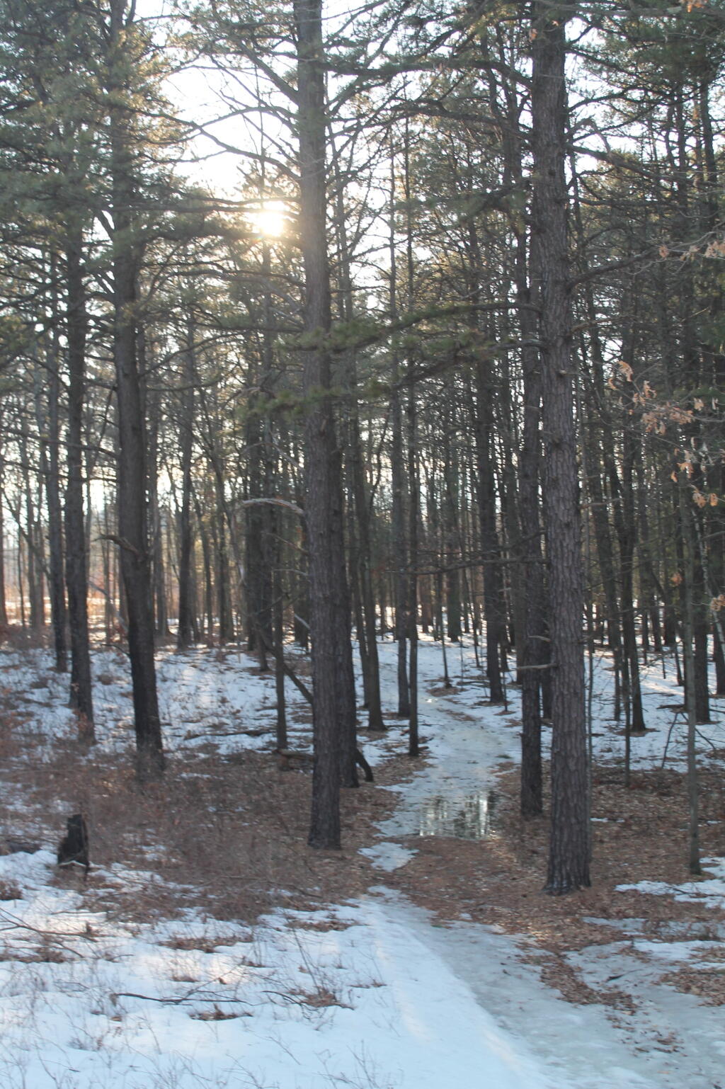 Photo: Sun thru White Pine