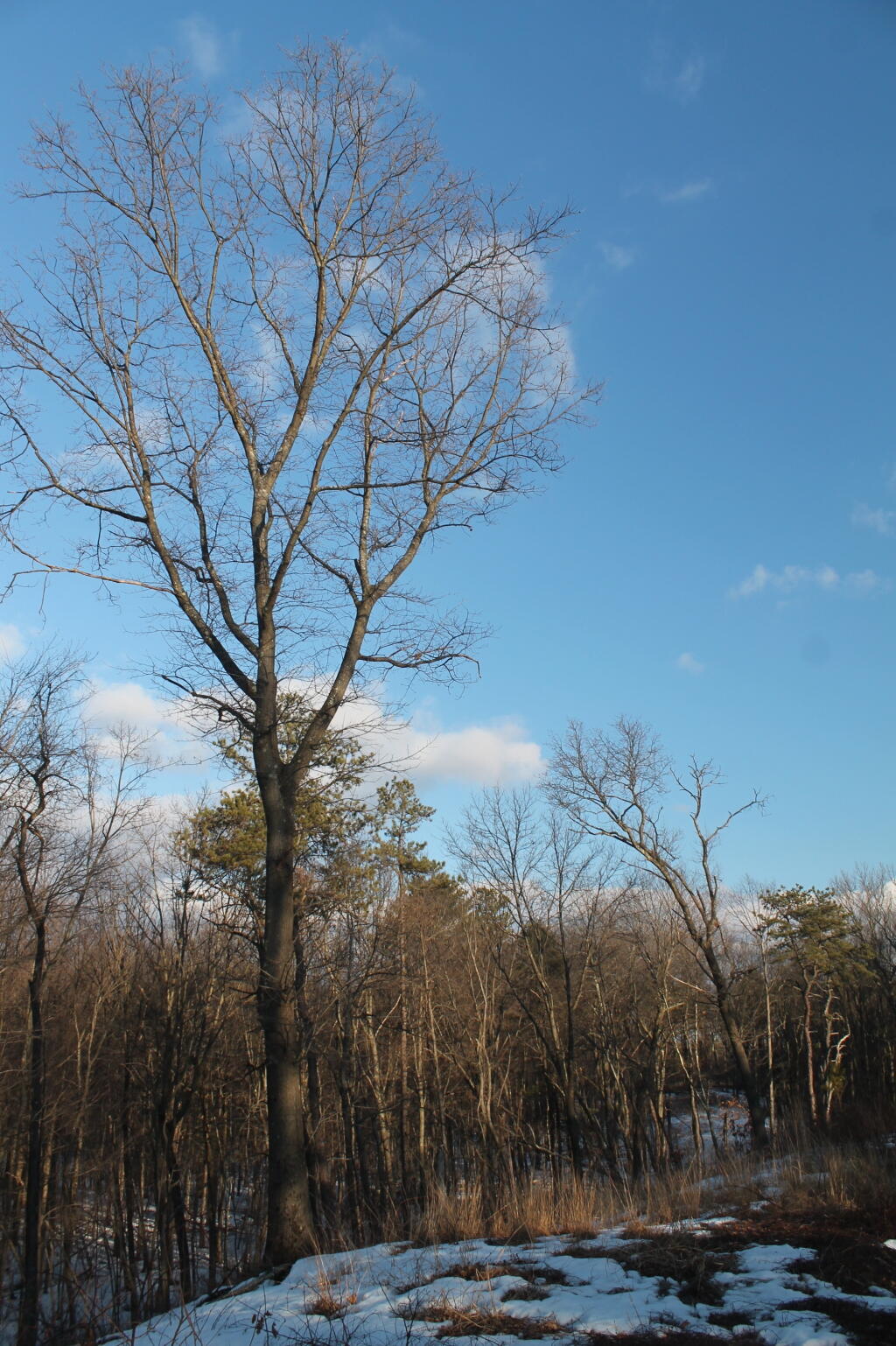 Photo: Ash Tree Photo: Ash Tree