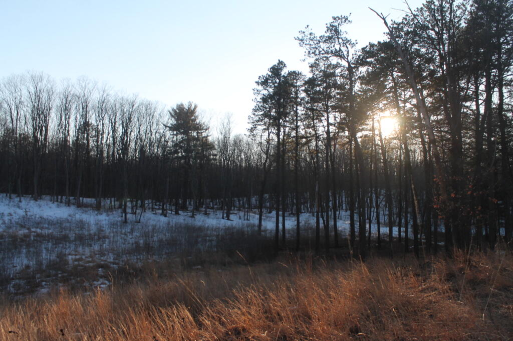 Photo: Thru the Trees