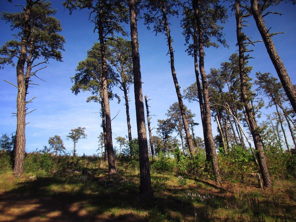 Photo: Lupine Under The Pitch Pine
