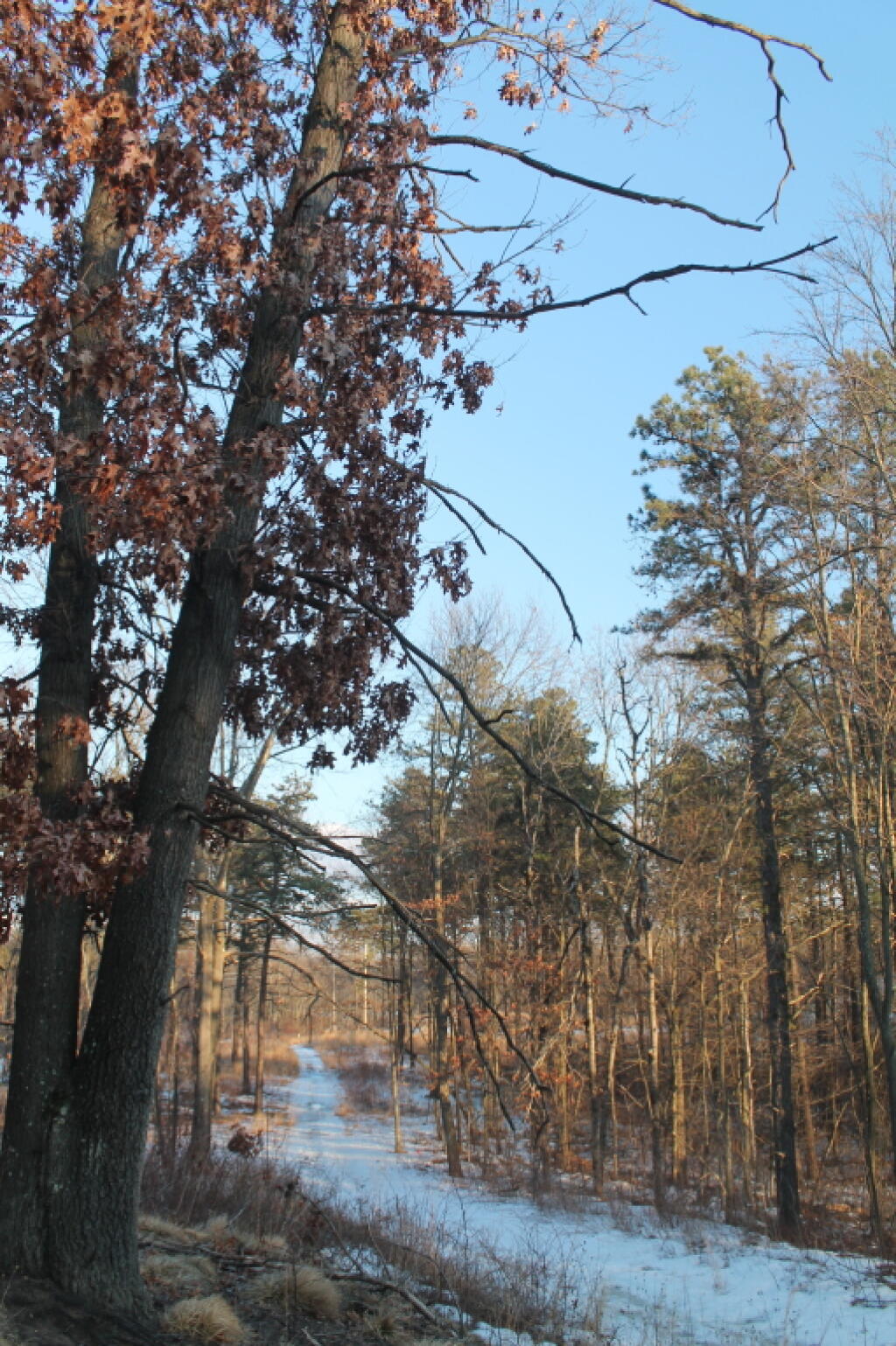 Photo: Along the Trail