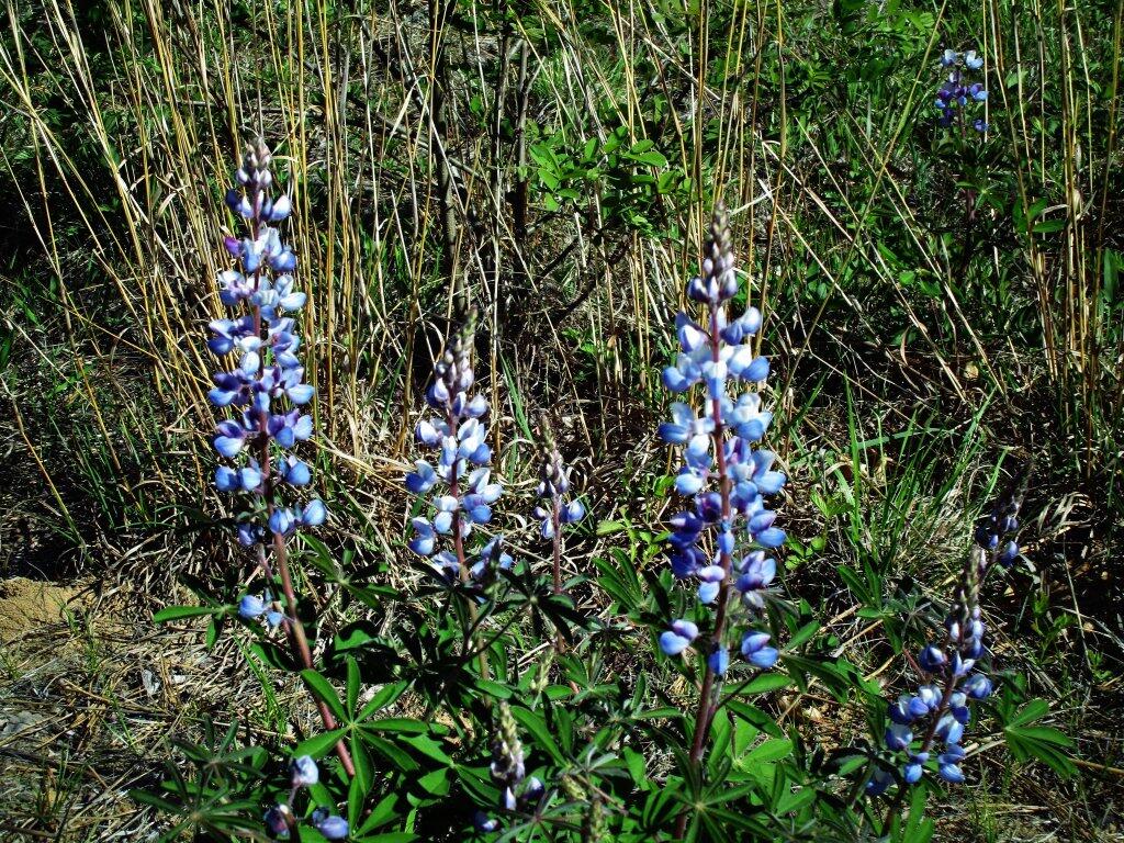 Photo: Lupine Photo: Lupine