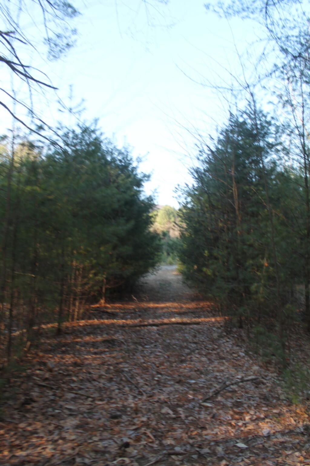 Photo: Path to Old Dump at Moreau Lake State Park