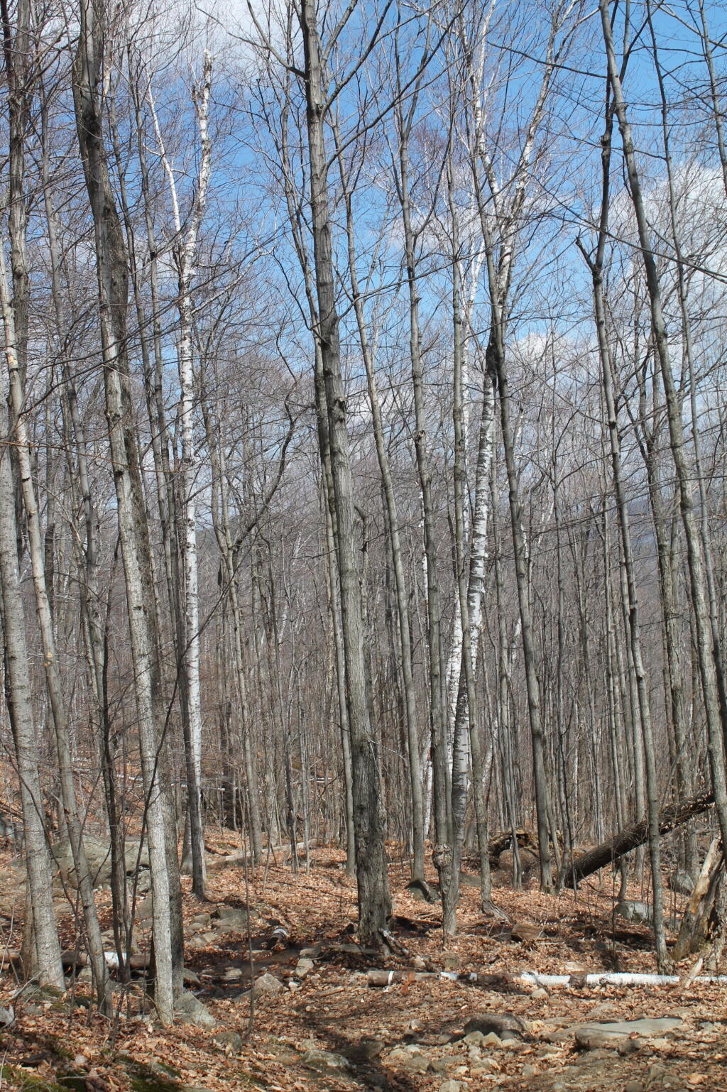 Photo: Still Not Spring Yet Here