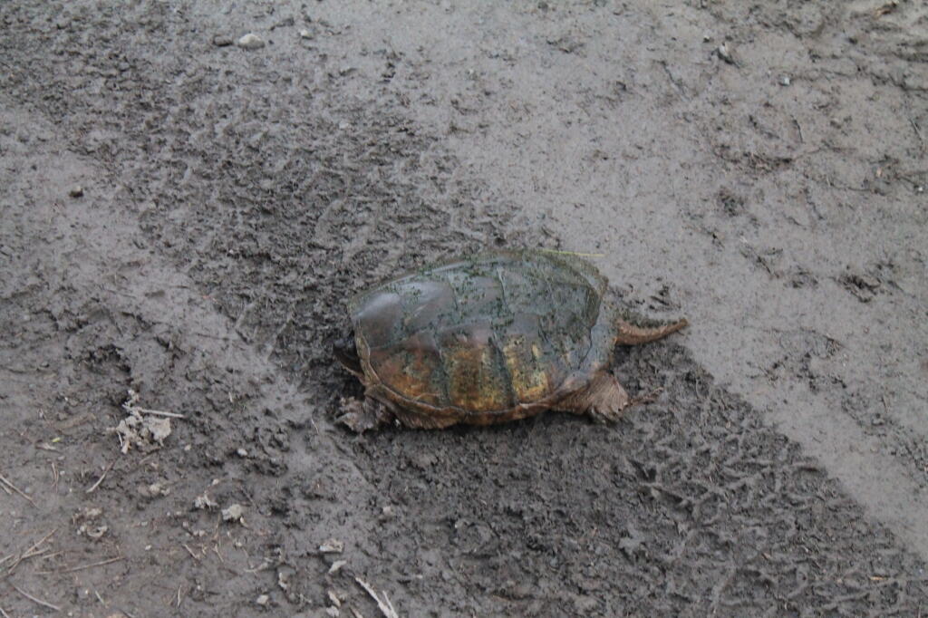 Photo: Turtle in the Mud