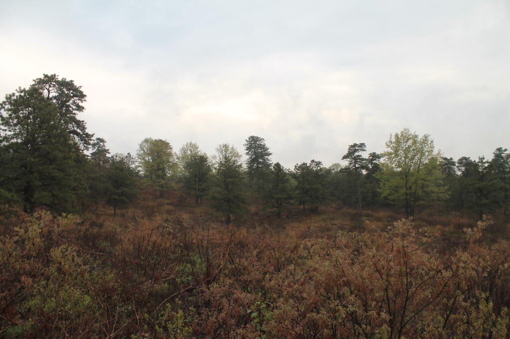 Photo: Wet Evening for a Walk in the Pine Bush