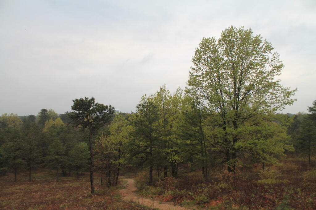 Photo: Greens of Springtime