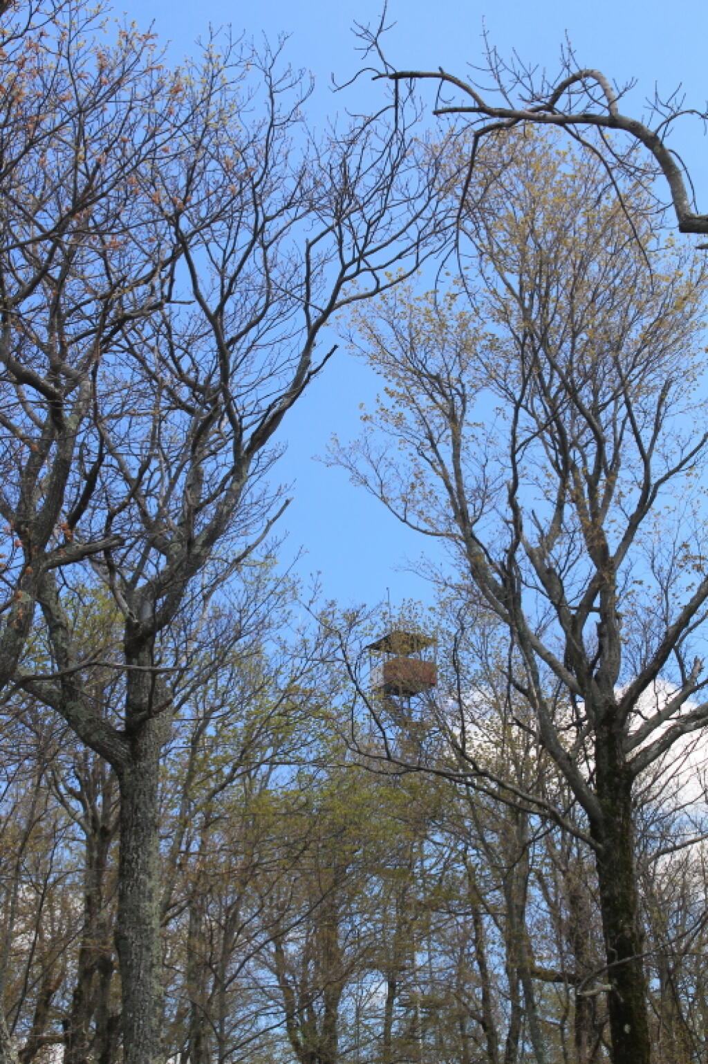 Photo: The Firetower