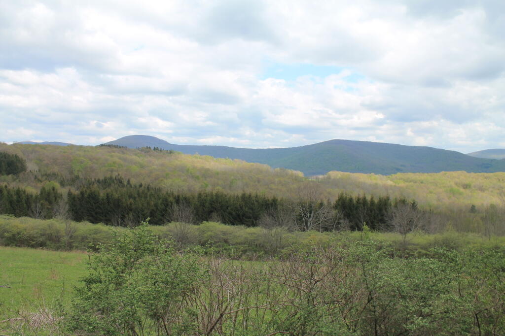 Photo: Spring Scenery Along Burroughs Road
