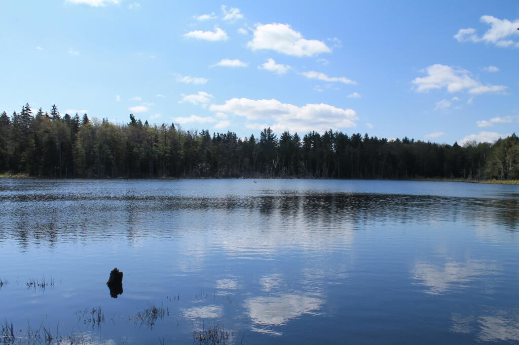 Photo: Looking Glass Pond is Full !