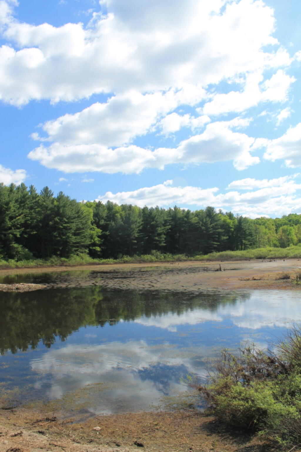 Photo: Marshy Northern End to Stoney Pond Photo: Marshy Northern End to Stoney Pond