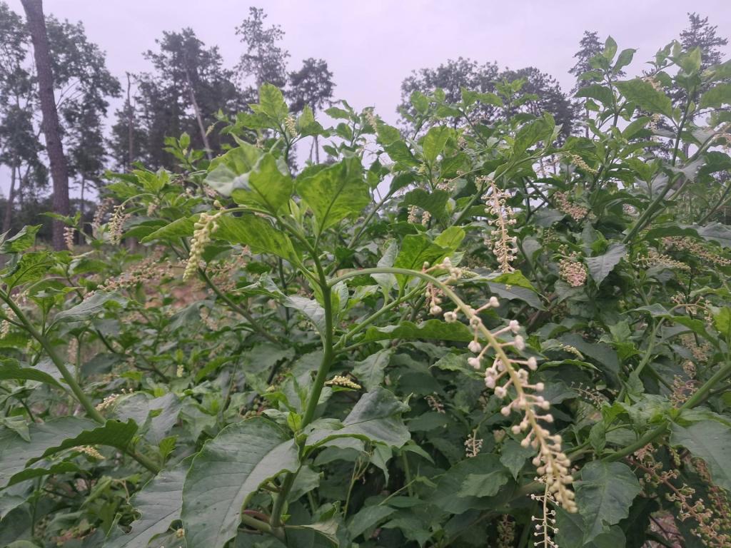 Photo: American Pokeweed Photo: American Pokeweed