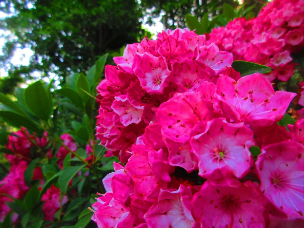 Photo: Mountain Laurel