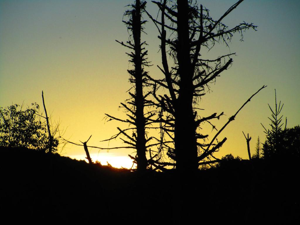 Photo: Sunset on the Trees