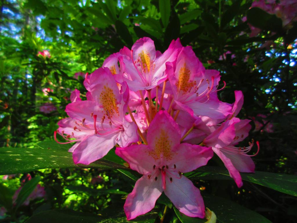 Photo: Pink Rhododendron