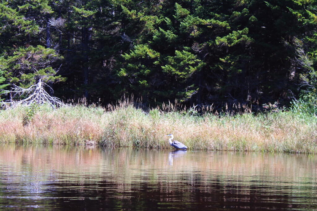 Photo: Great Blue Heron Photo: Great Blue Heron