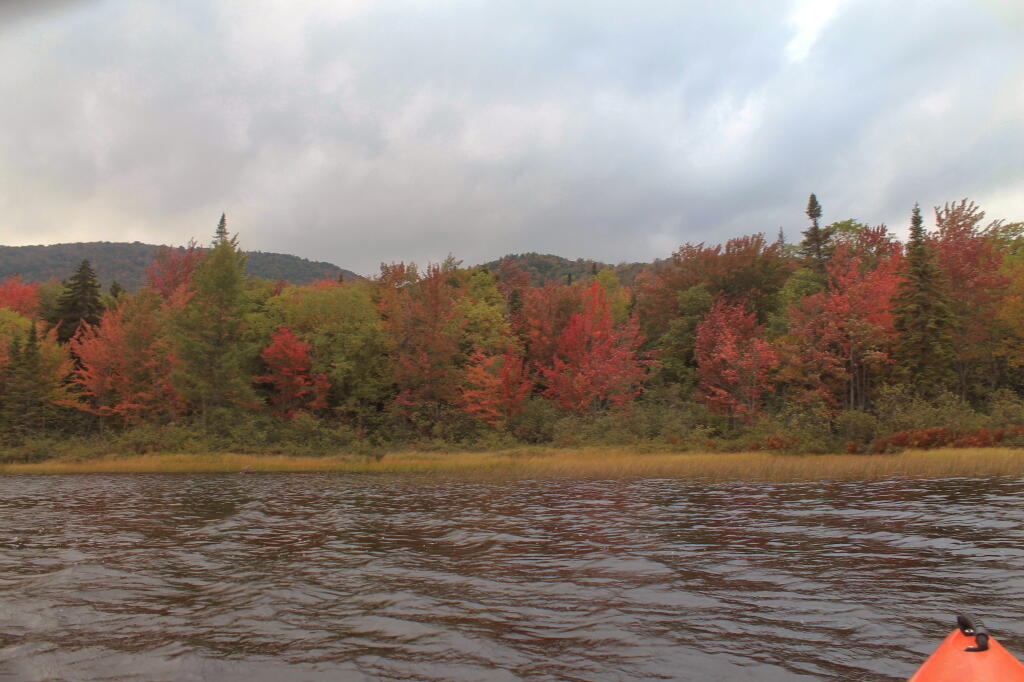 Photo: Fall Along Cedar River Flow