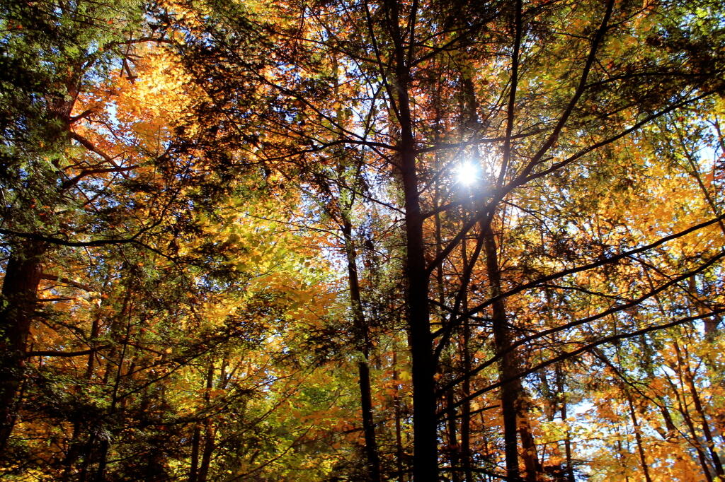 Photo: Sun Through The Fall Trees