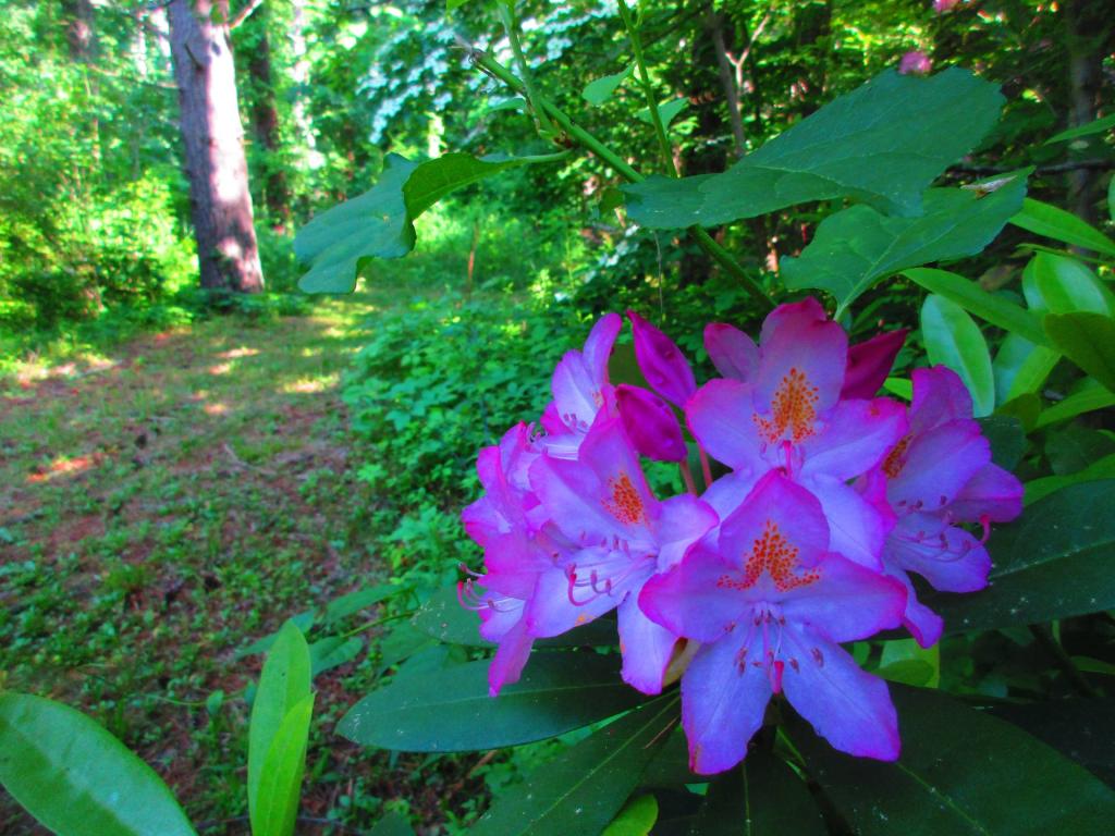 Photo: Rhododendron