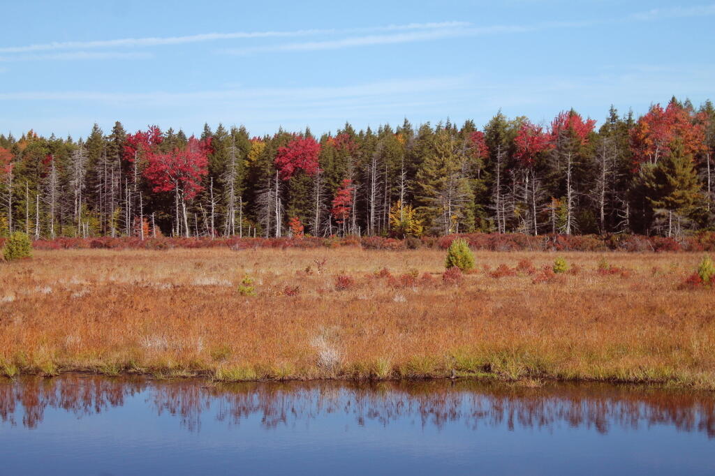 Photo: Some Color Photo: Some Color