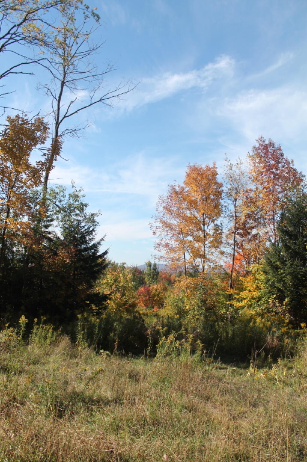 Photo: Along Another Clearcut Photo: Along Another Clearcut