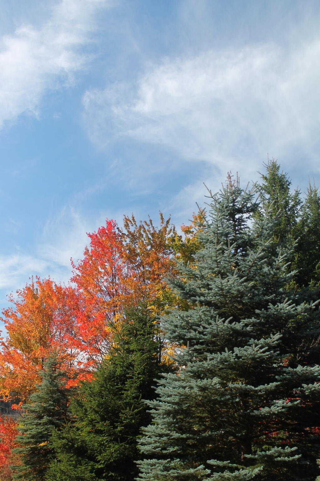 Photo: Trees Along Looking Glass Pond